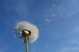 Fuzzy flowers